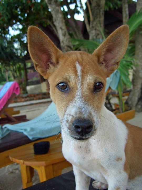 Liebling der meisten Hotelgäste! Hotel Lanta Sand Resort & Spa