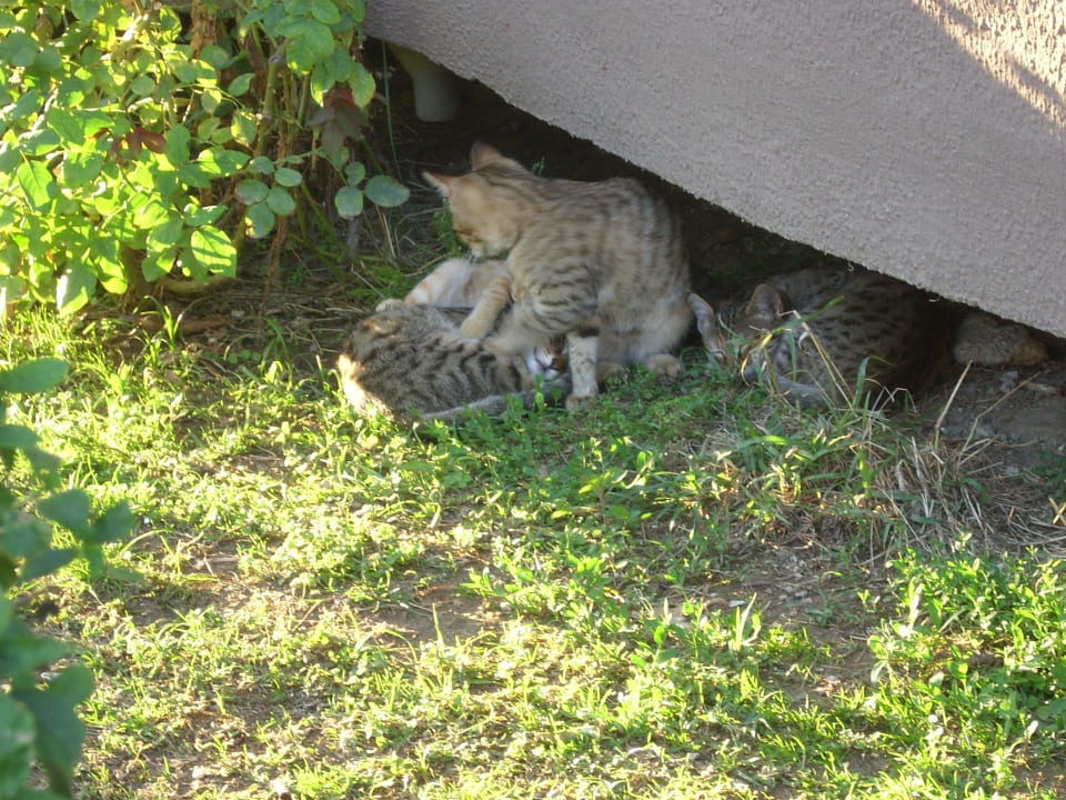 Katzen im Hotel beim Mittagsschlaf  Sayanora Hotel