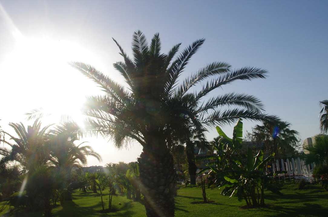 Wspaniałe palmy VONRESORT Golden Coast