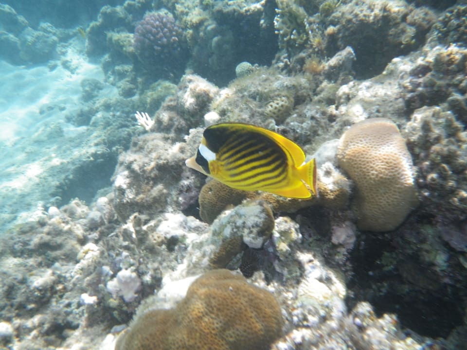 Strand Baron Palace Sahl Hasheesh