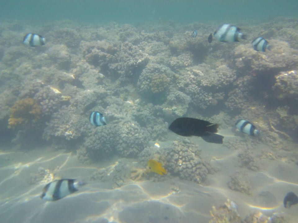 Strand Cleopatra Luxury Resort Makadi Bay