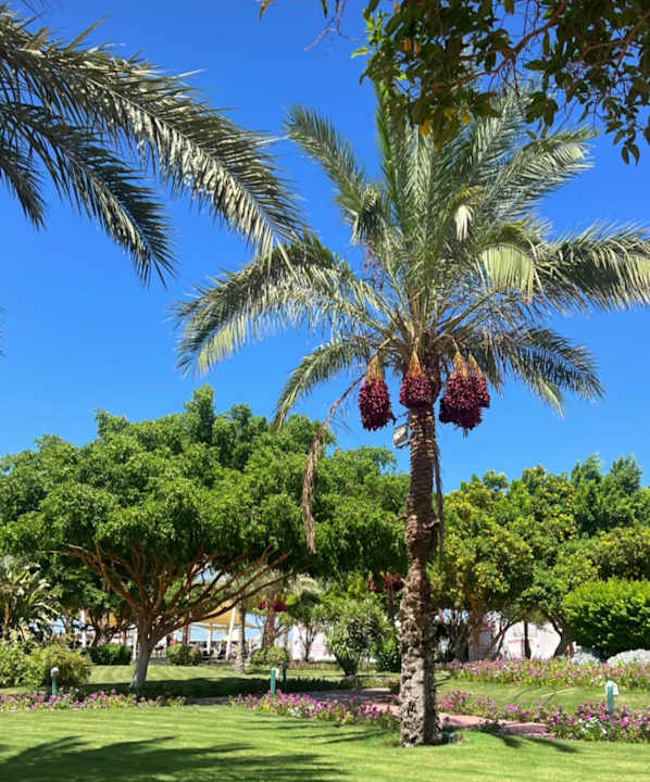 Gartenanlage Desert Rose