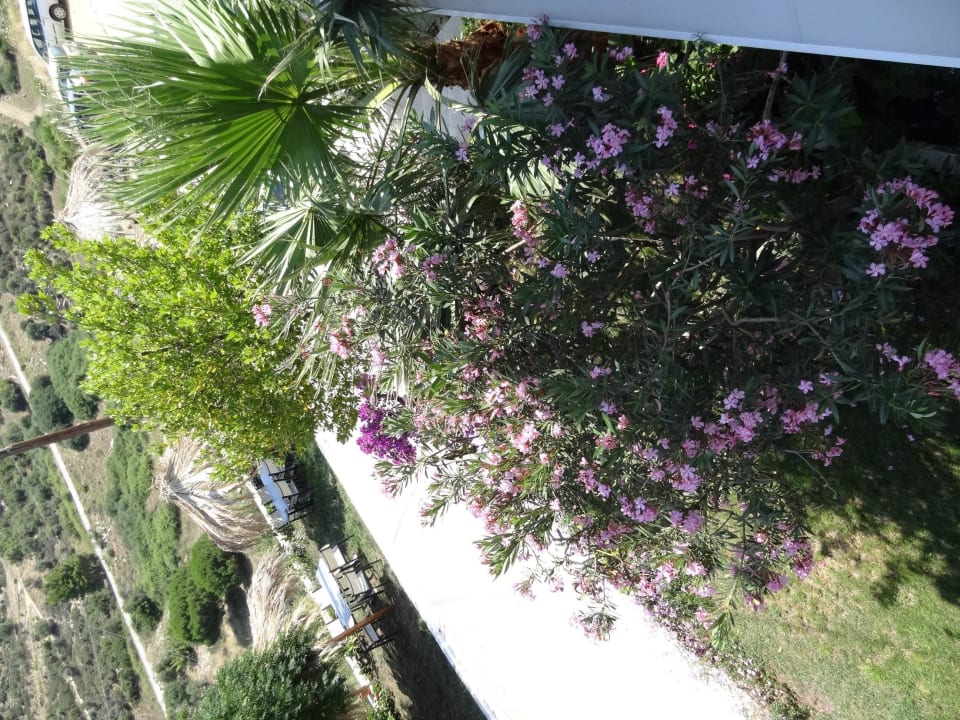 Oleander Hotel Maistrali