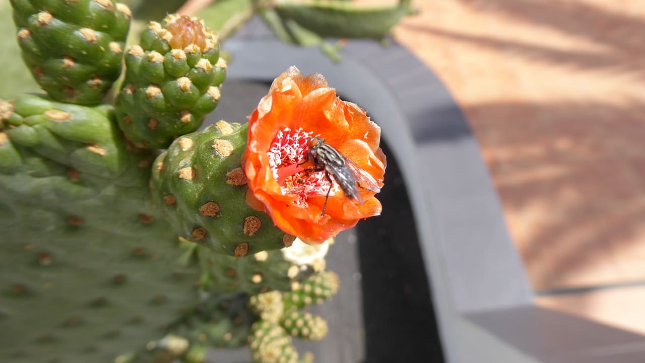 Garten Ereza Apartamentos Los Hibiscos- Adults Only