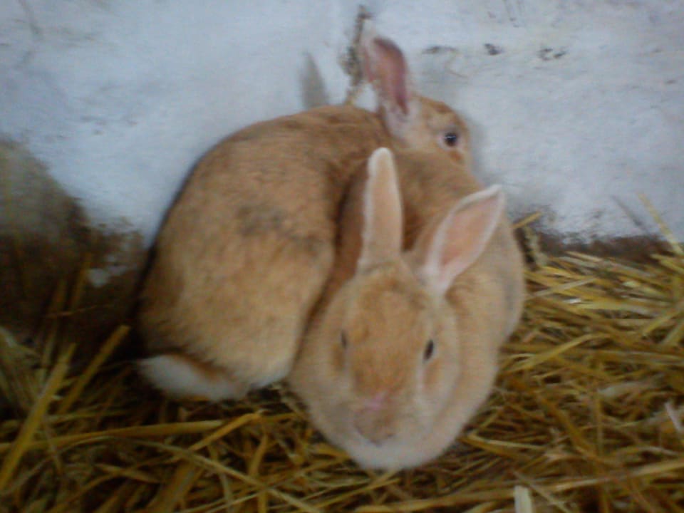 Kuschelzeit Ferienhof Upwarf