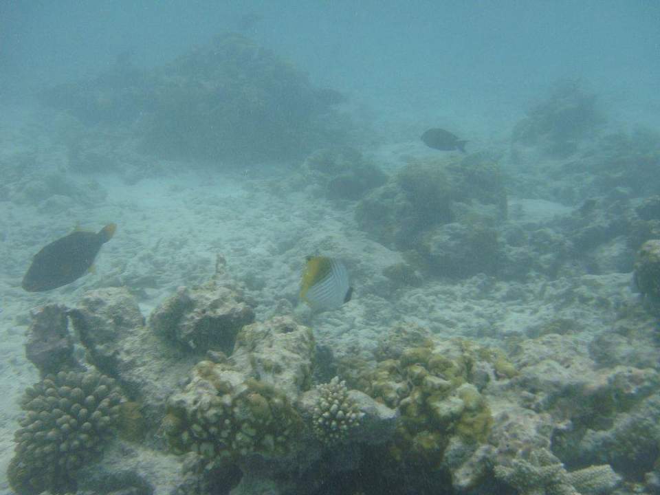 Beim Schnorcheln Kuramathi Maldives