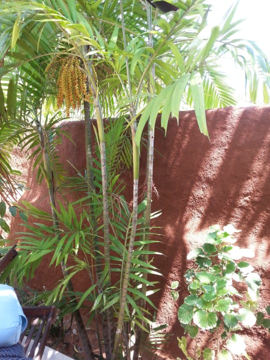 Bambus auf dem Areal Sheraton Hua Hin Pranburi Villas