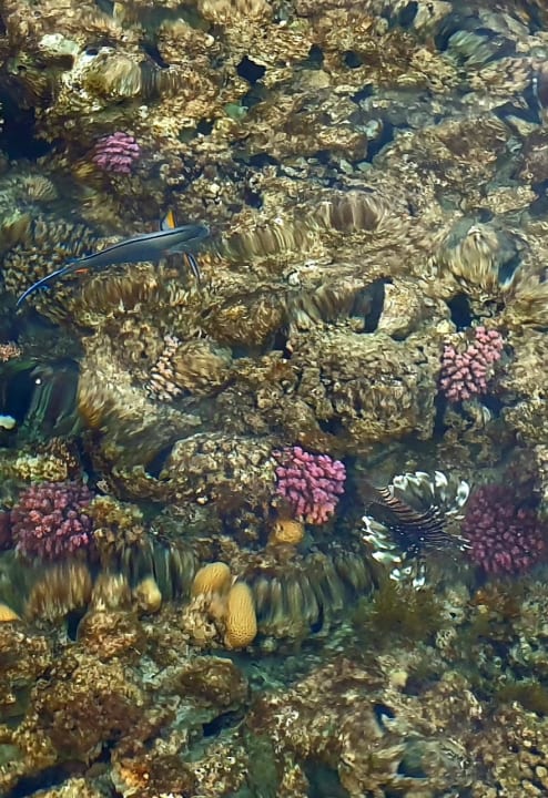 Strand Steigenberger Coraya Beach - Adults only