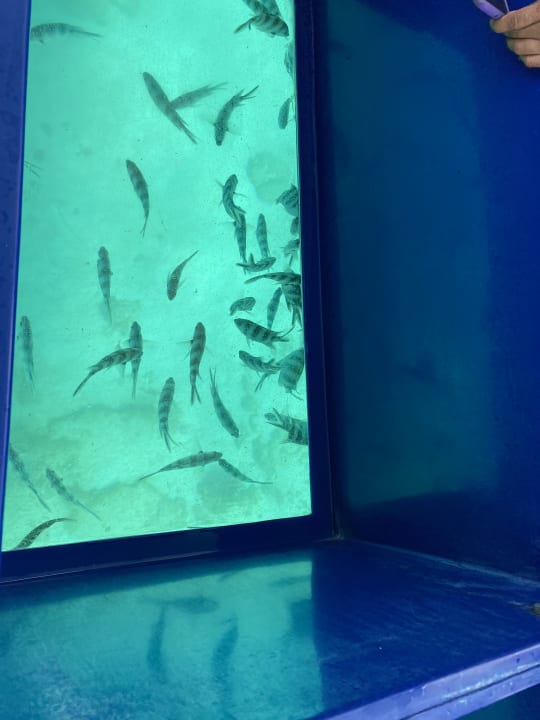 Sonstiges Mauricia Beachcomber Resort & Spa