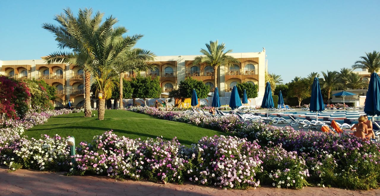 Gartenanlage Desert Rose