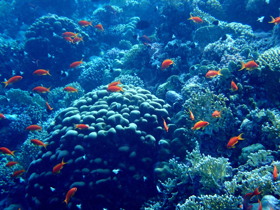 Sport & Freizeit Pickalbatros Sands Hotel - Port Ghalib