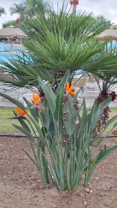 Gartenanlage Lindos Princess Beach Resort & Spa