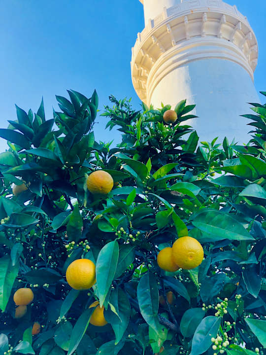 Gartenanlage Royal Taj Mahal Hotel