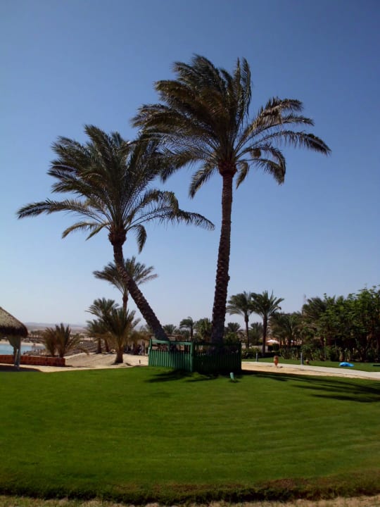 Palmen Steigenberger Coraya Beach - Adults only