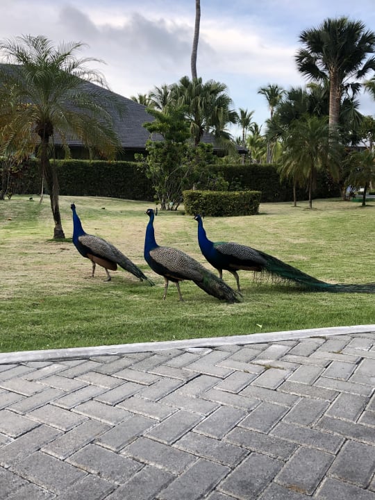 Gartenanlage Iberostar Selection Coral Bávaro