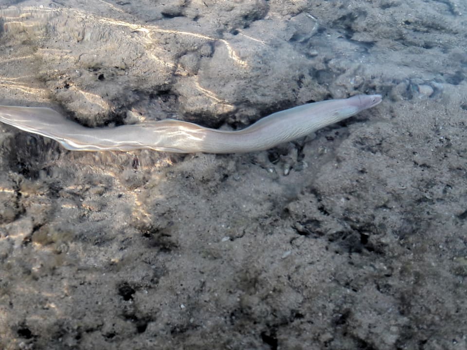 Strand Jaz Grand Marsa