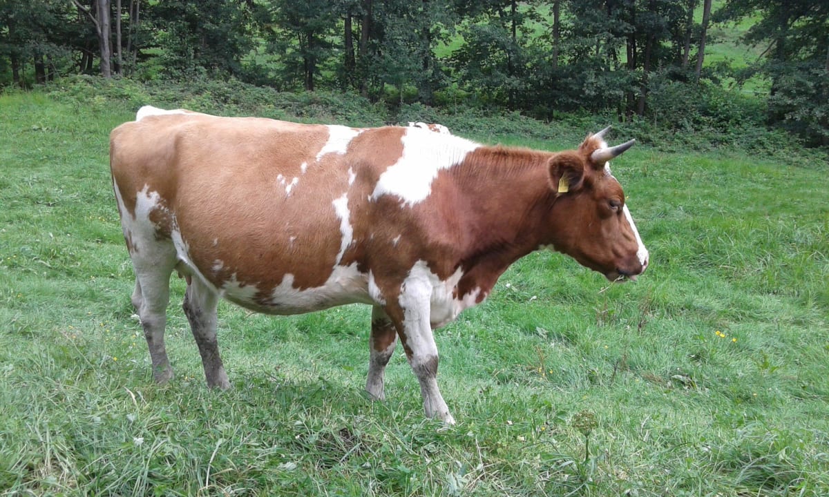 Kuh  Ferienhof Käsrah