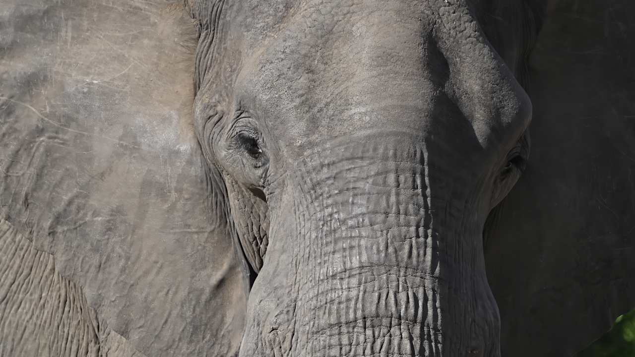 Sport & Freizeit Motswari Private Game Reserve & Geiger's Camp