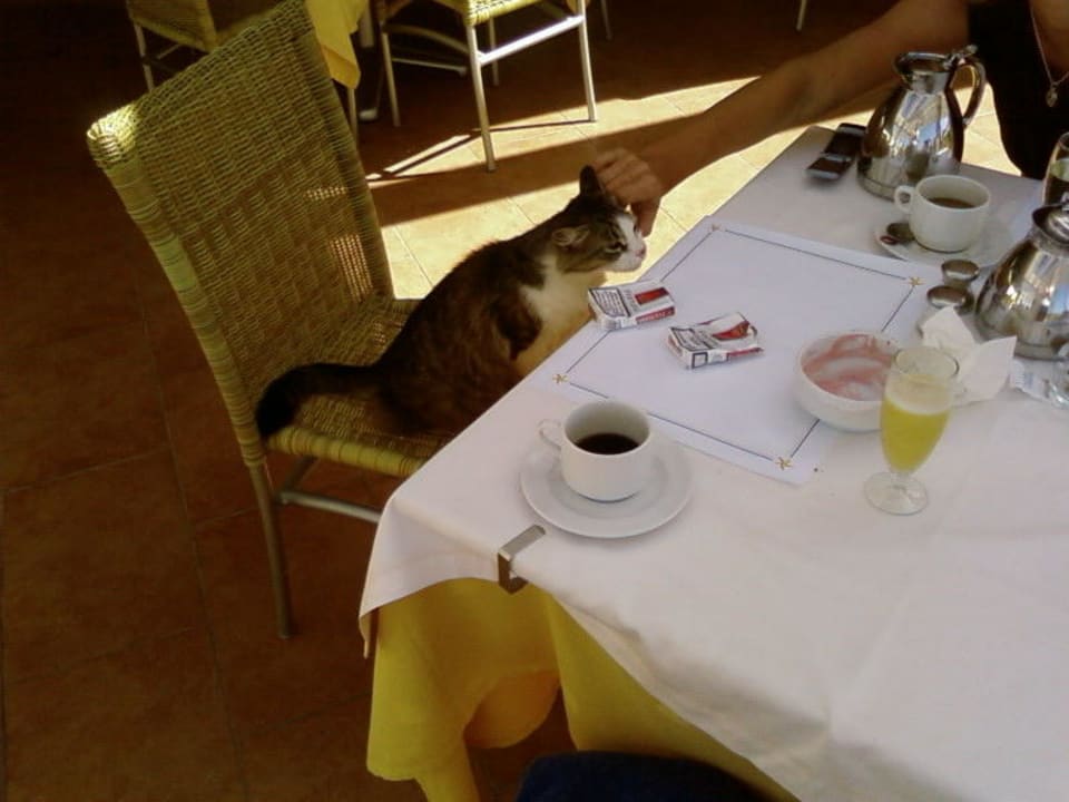 Mein immer treuer Freund Hotel Costa Calero