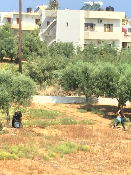 Gartenanlage Hotel Hara Ilios Village