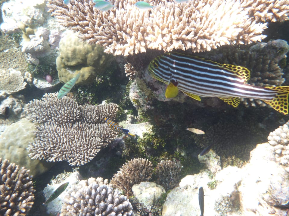 Schnorcheln Kuredu Island Resort & Spa