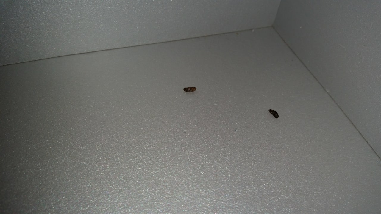 Mysie odchody Atlantica Eleon Grand Resort, Tragaki