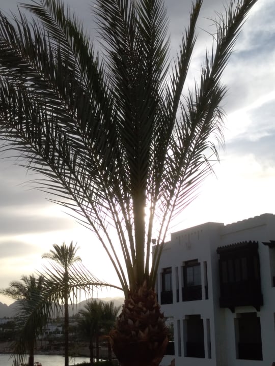 Gartenanlage Sharm Plaza