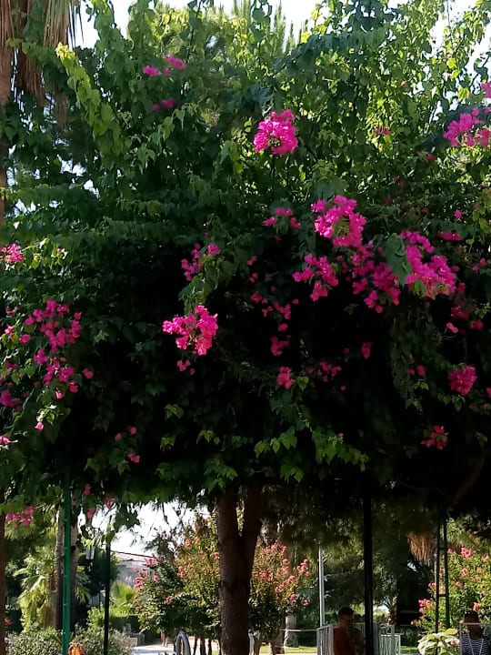 Gartenanlage Bella Resort & Spa