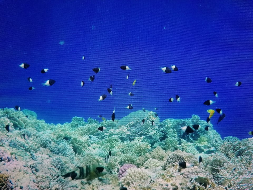 Strand Serenity Alpha Beach