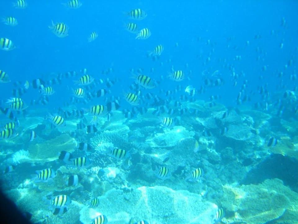 Fischschwarm im Riff Kuramathi Maldives