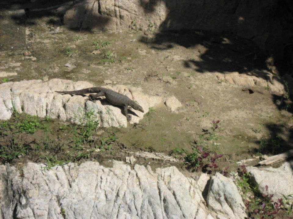 Waran Hotel Bubu Long Beach Resort