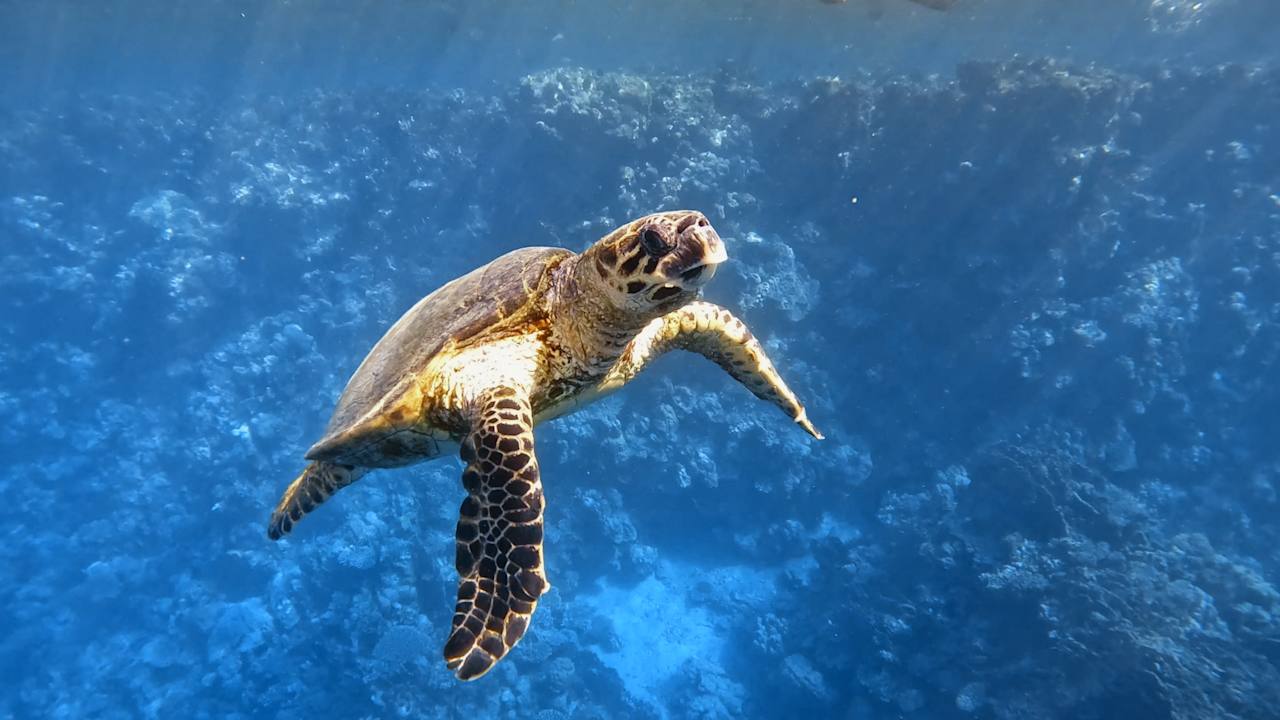 Sonstiges Brayka Bay Resort