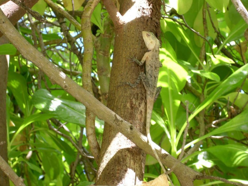 Täglicher Besucher Summer Island Maldives