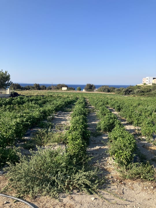Gartenanlage Blue Lagoon Village