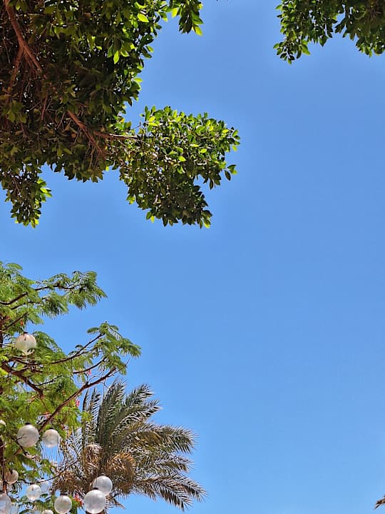Gartenanlage Desert Rose