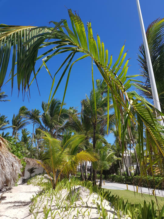 Gartenanlage Hotel Grand Palladium Palace Resort, Spa & Casino