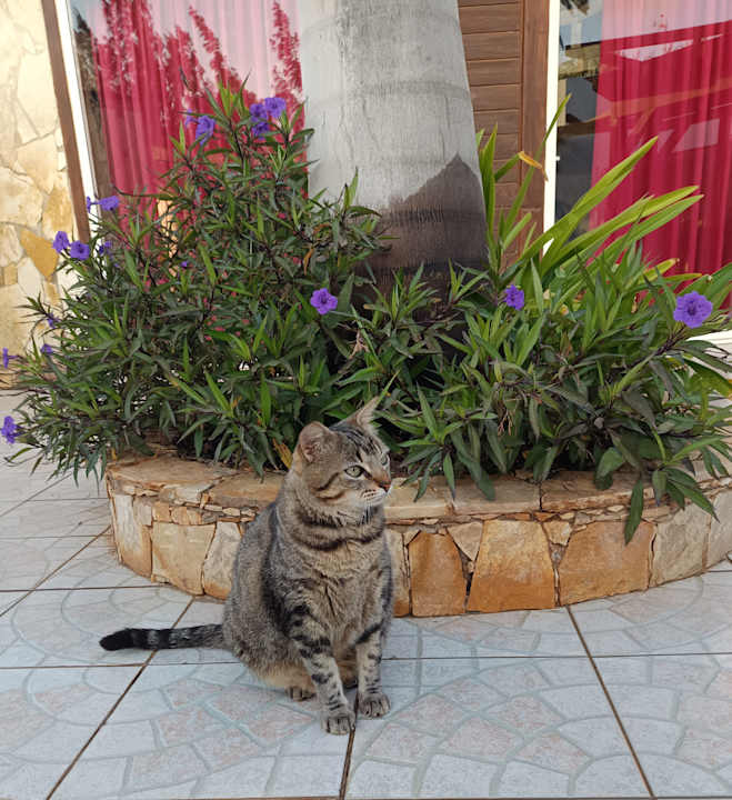 Gartenanlage Marina Playa Suite Hotel