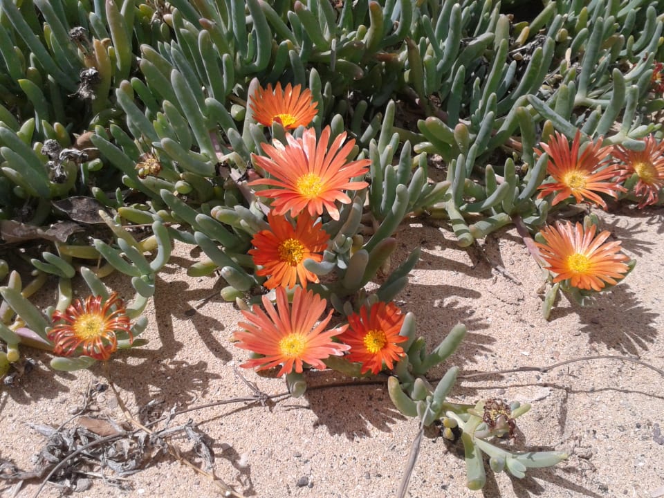 Gartenanlage SBH Fuerteventura Playa