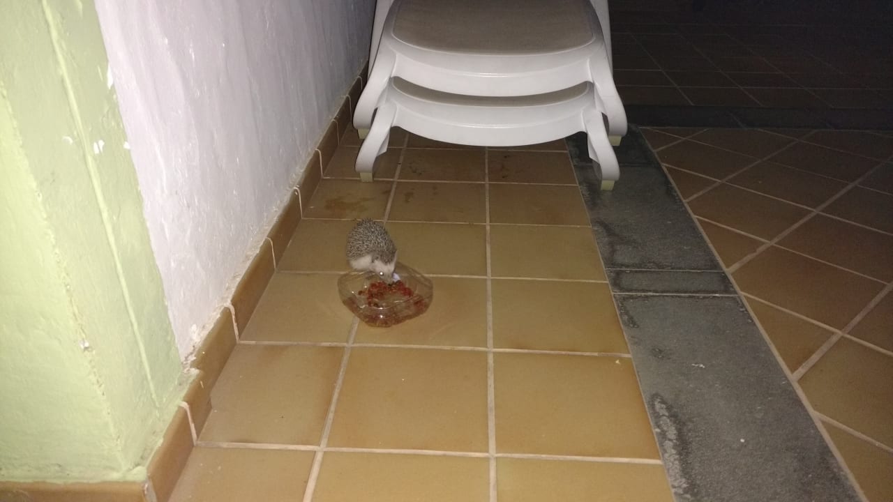 Der nächtliche Besucher Bungalows Cordial Sandy Golf