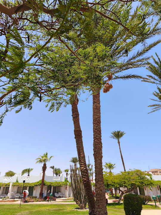 Gartenanlage Shams Safaga Resort