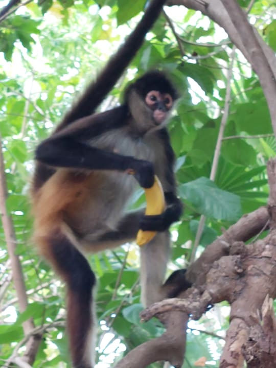 Gartenanlage Catalonia Playa Maroma