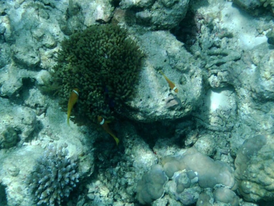 Hausriff Eri Maldives