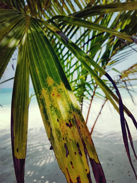 Strand Summer Island Maldives