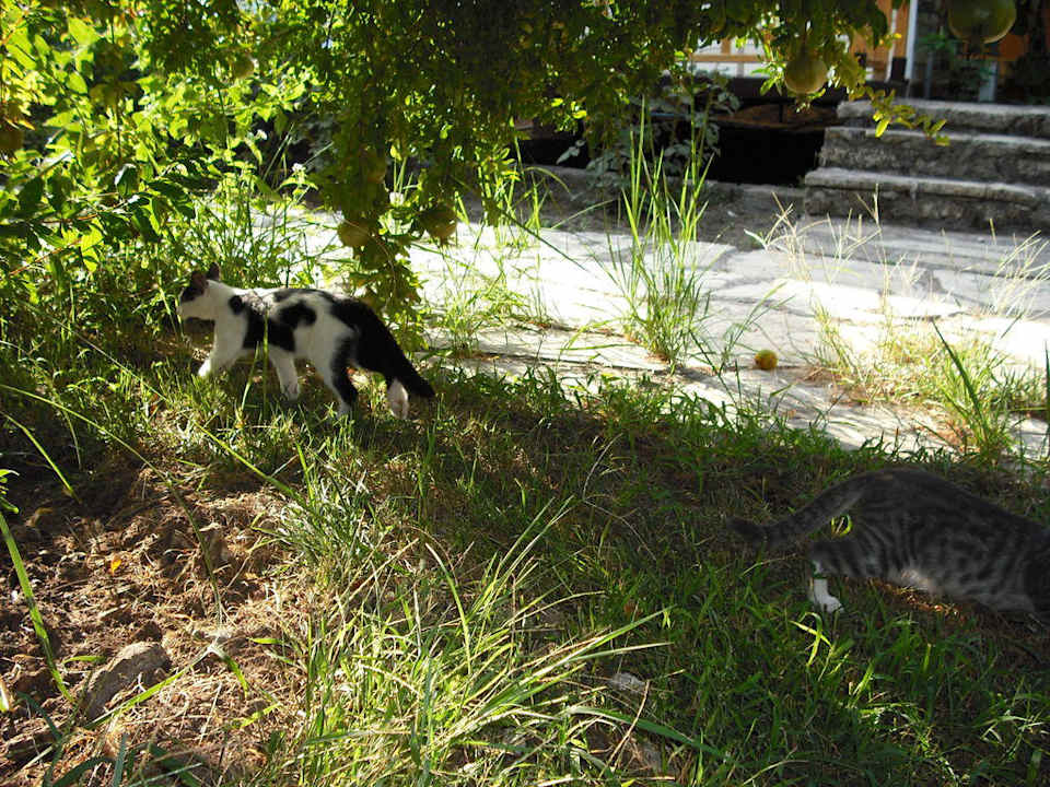 Ruhe Oase Clover Magic Nova Beach