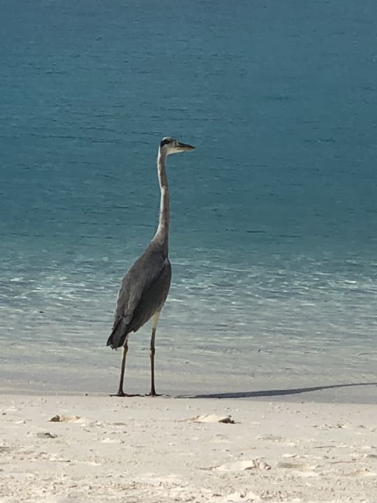 Hübsche Besucher die aber niemanden stören.  Safari Island Maldives