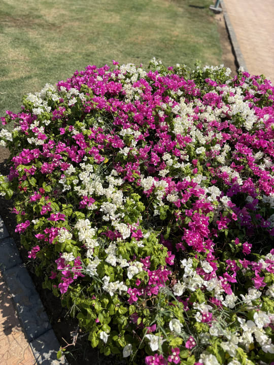 Gartenanlage Shams Safaga Resort