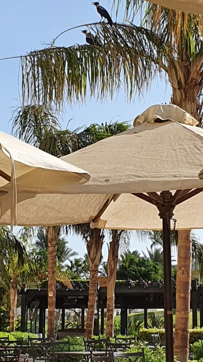 Sonstiges Steigenberger ALDAU Beach Hotel