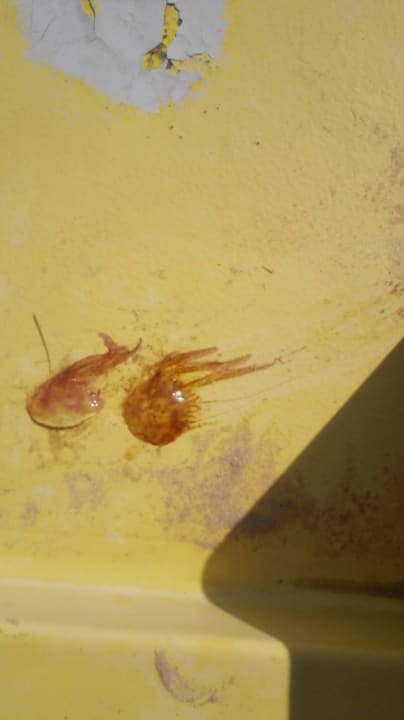 Quallen Hotel Royal Nozha