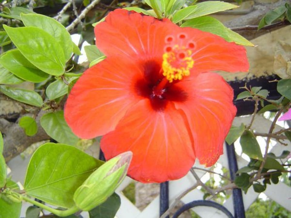 Schöne Blumen Apart Hotel Bahia