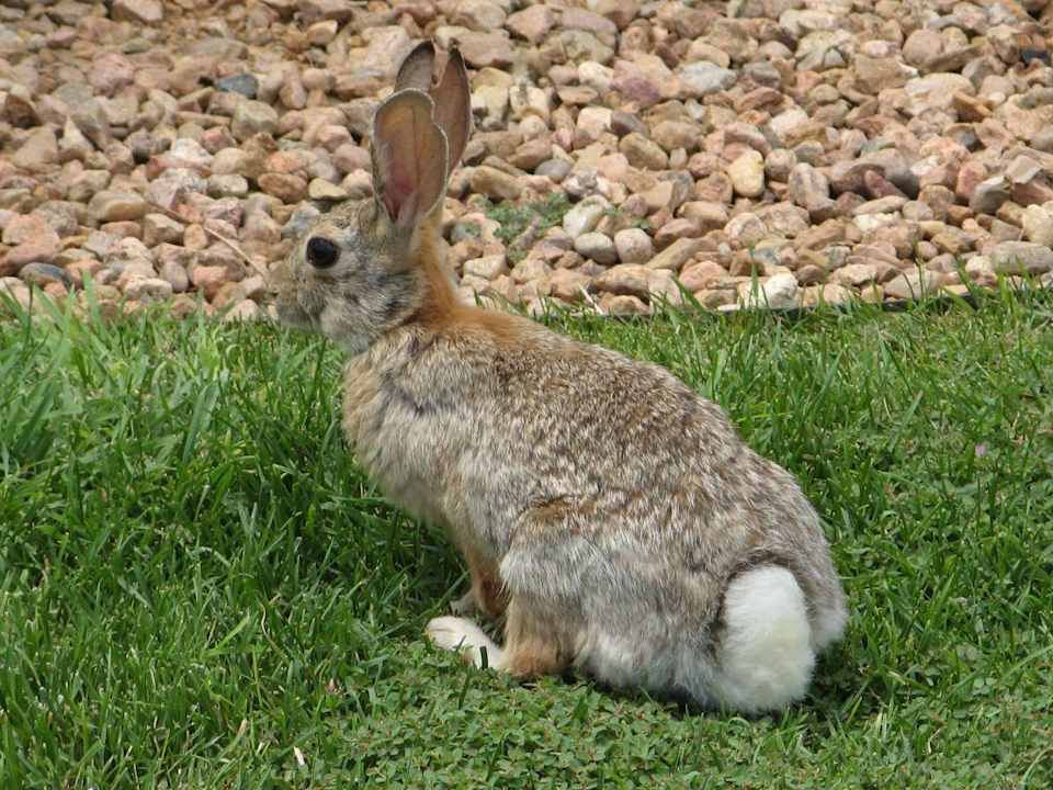 Hyatt Regency Tamaya Resort in Bernalillo, NM Hotel Hyatt Regency Tamaya Resort & Spa